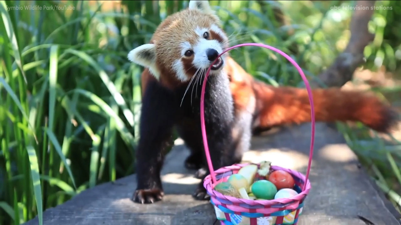Animals in Australia receive Easter treats ABC7 San Francisco