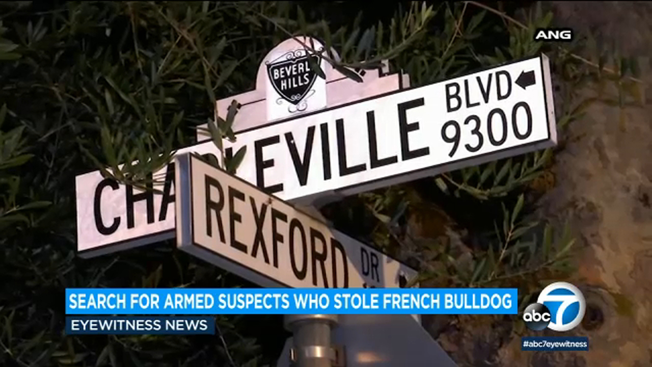 French bulldog stolen at gunpoint in Beverly Hills 