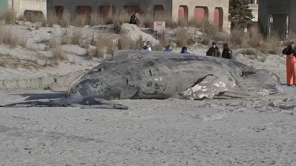 Another dead whale washes up on Jersey Shore beach