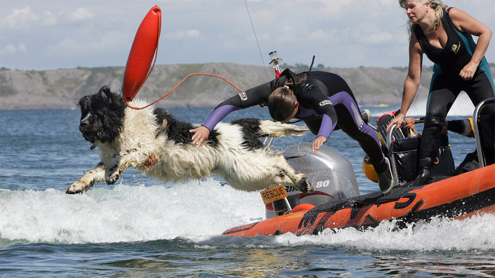Rescue dog posthumously honored for saving lives 6abc Philadelphia