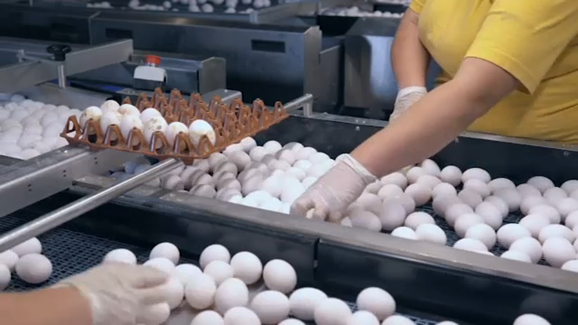 Egg prices have doubled, even tripled in some states