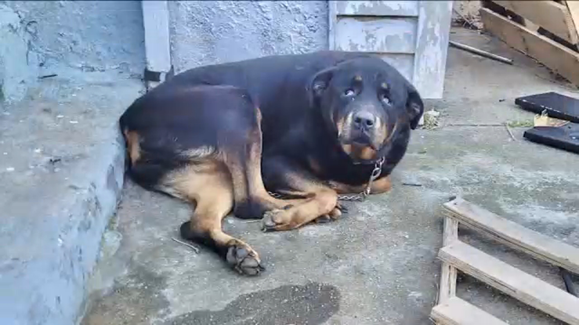 Monmouth County SPCA takes in 'Coco', rottweiler left outside in