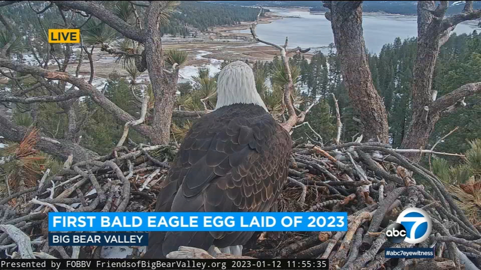 Jackie, bald eagle at Big Bear, lays 1st egg of 2023 ABC7 Los Angeles