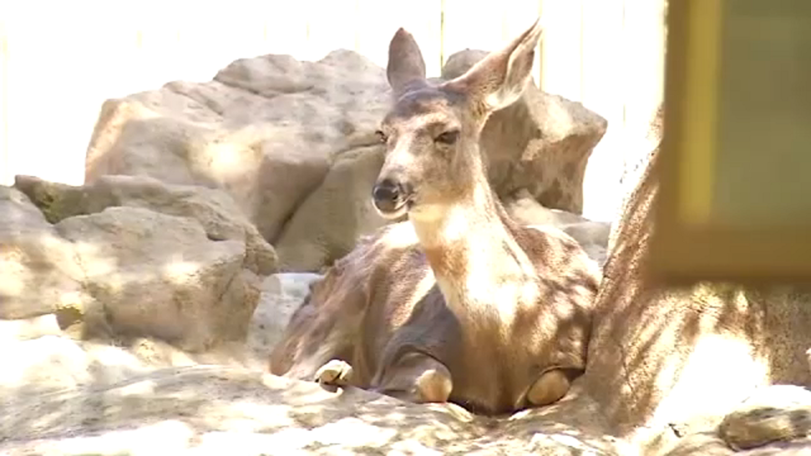 Zoo animals evacuated, Bear Creek banks reinforced in Merced ahead of