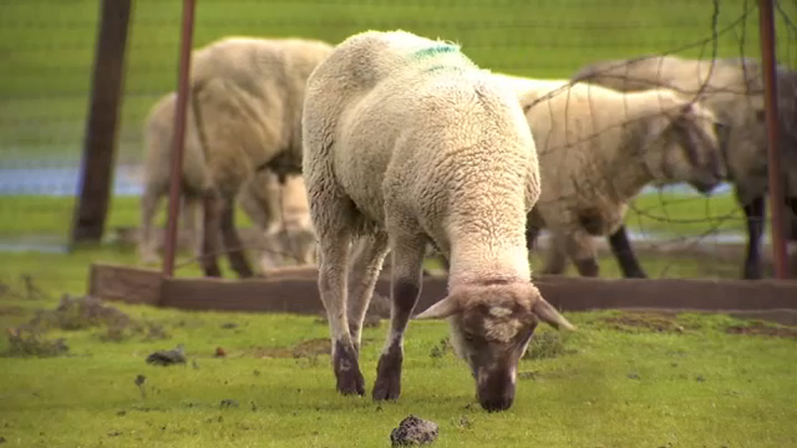 Ranchers in the Central Valley thankful for the continuous rain - ABC30 ...