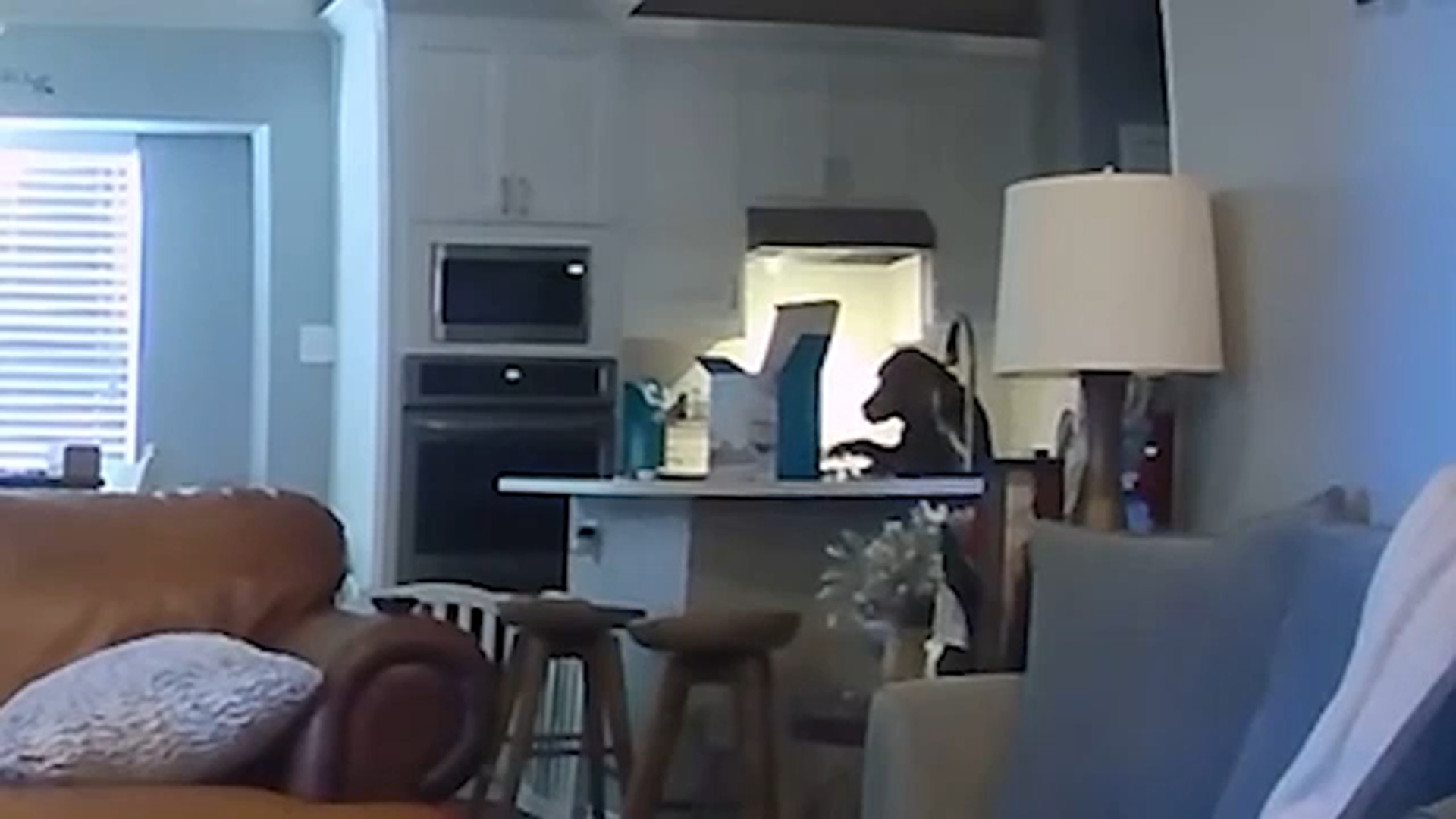 'She just wanted cookies': Dog starts fire after accidentally turning on stove
