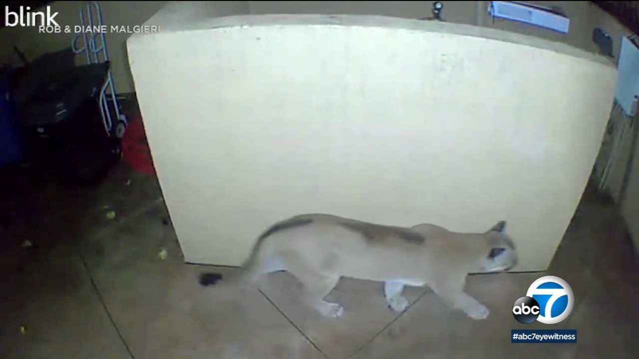 Mountain lion spotted roaming Westlake Village neighborhood