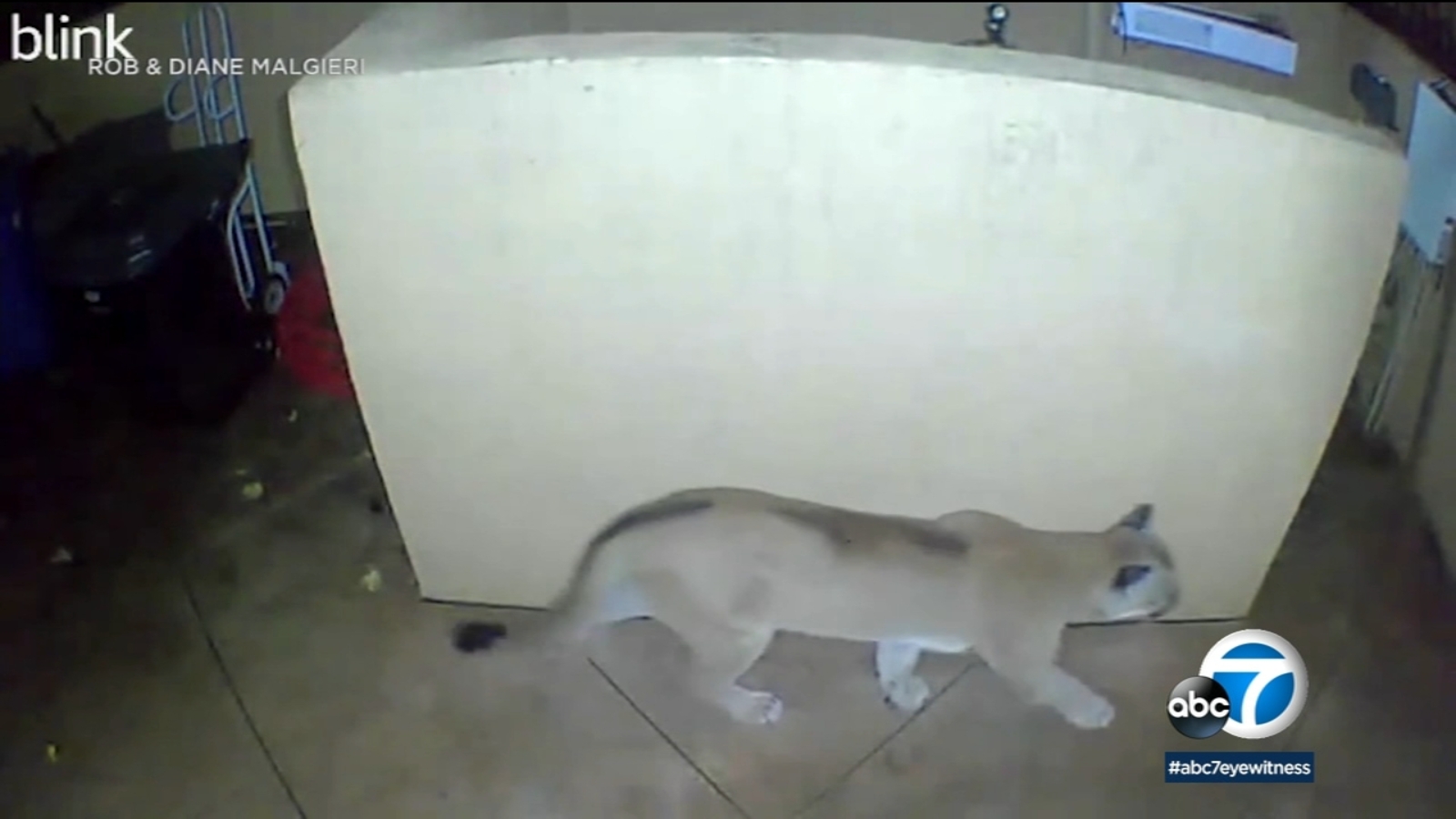 Video of mountain lion roaming Westlake Village neighborhood sparks excitement, health concerns - ABC7 Los Angeles