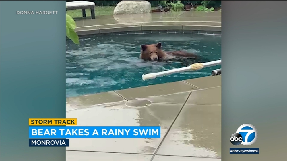 Bear takes a dip in Monrovia family's pool during storm