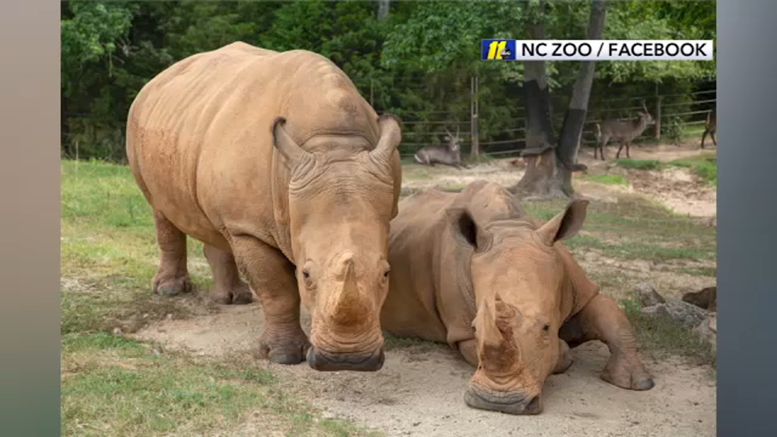 North Carolina Zoo's White rhino 'Natalie' dies at age 30 ABC11