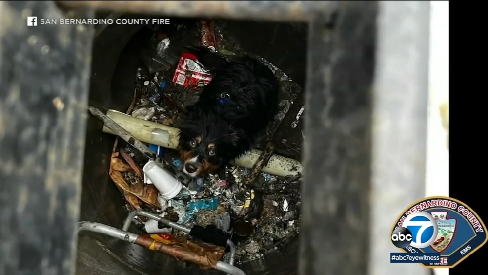 San Bernardino County crews rescue dog swept away in storm drain
