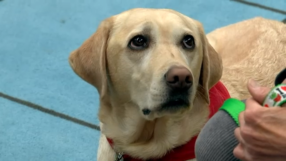 Meet Odell, the dog helping to boost students' literacy skills