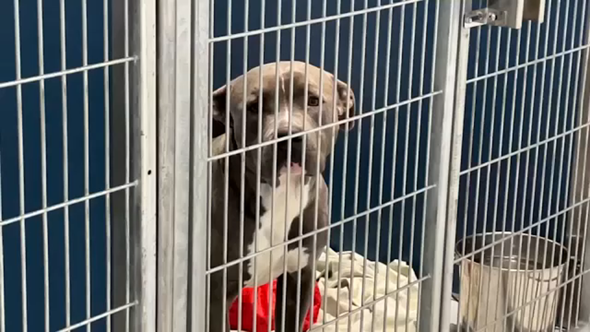 Fresno County animal shelters trying to reunite lost pets with owners after storms