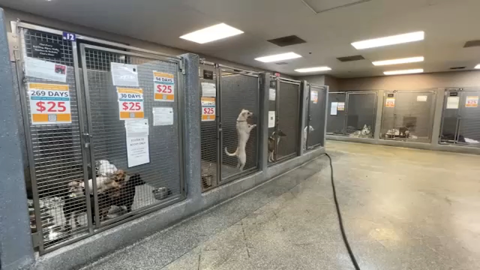 Fresno County animal shelters trying to reunite lost pets with owners after storms ABC30 Fresno