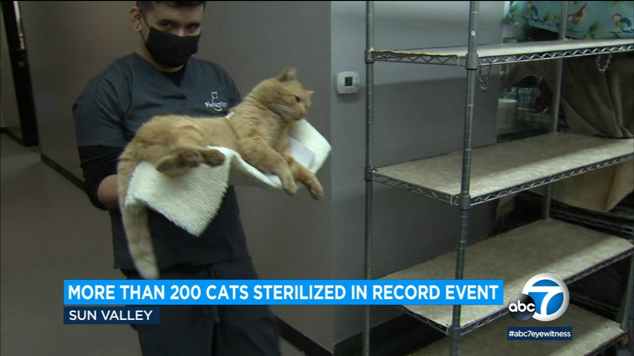 200 cats sterilized during record-setting event in Sun Valley
