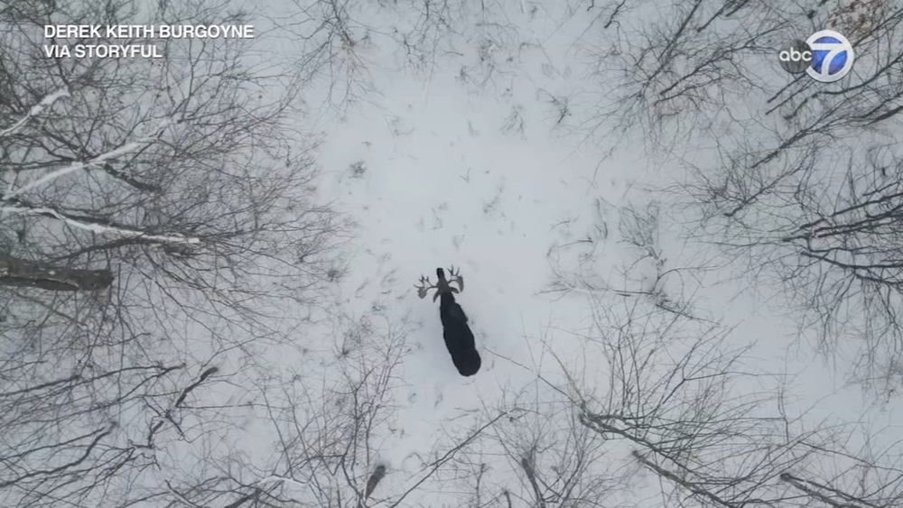 Drone captures rare moment moose sheds antlers in Canadian forest