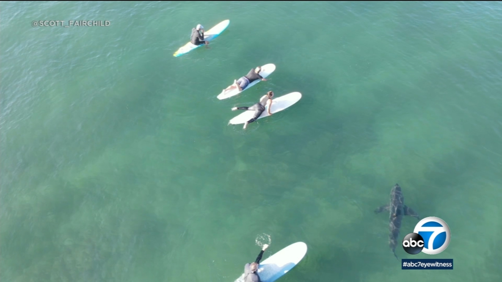 Number of great white sharks soaring; 'Sea of Change The New Sharks of