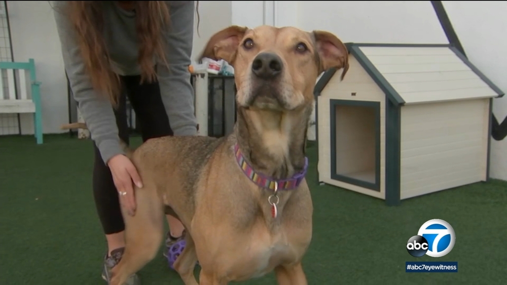 Gentle dog spends 450 days in LA shelter waiting for home