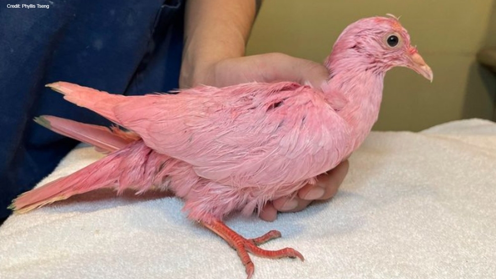 Rescue group concerned after pink pigeon found in Manhattan park