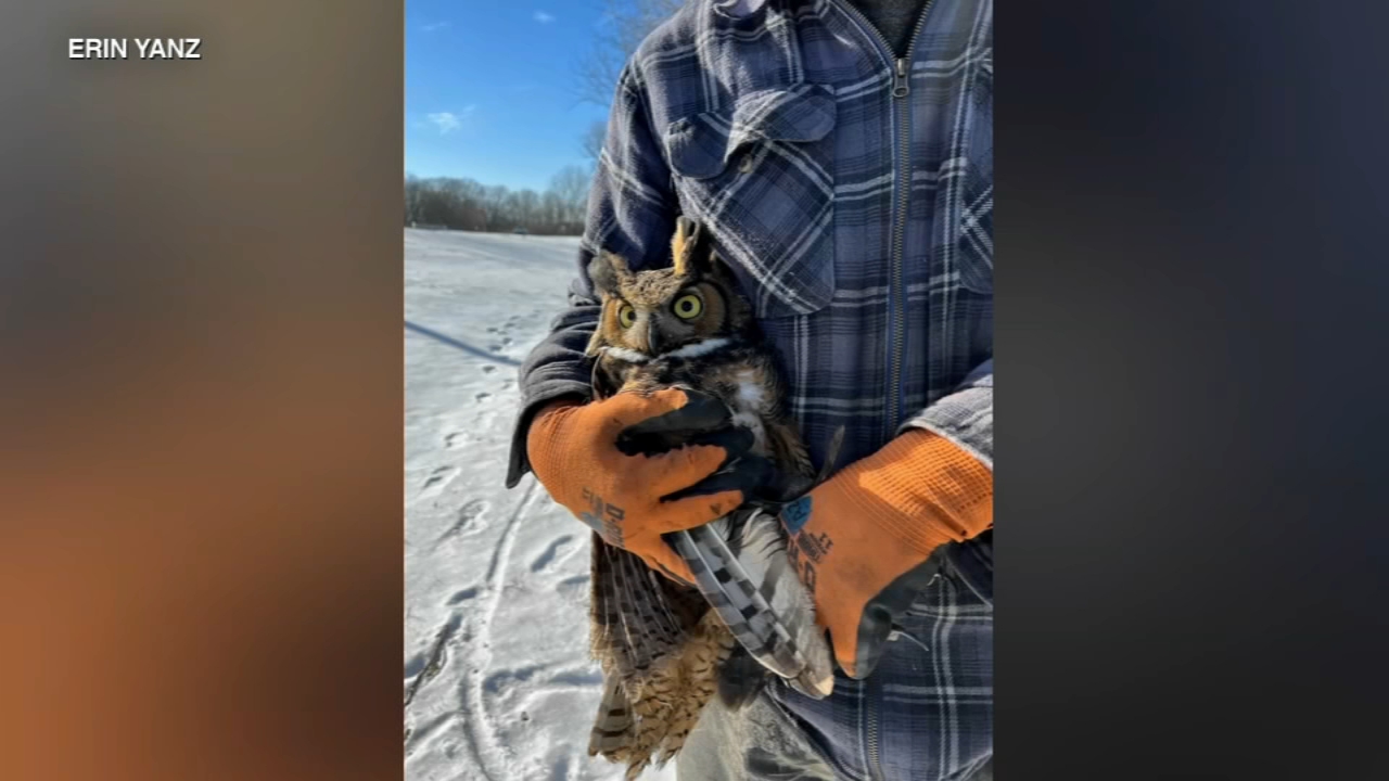 Great horned owl recovering after rescued from icy lake