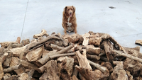 There s A New World s Oldest Living Dog And He s The Oldest Ever 