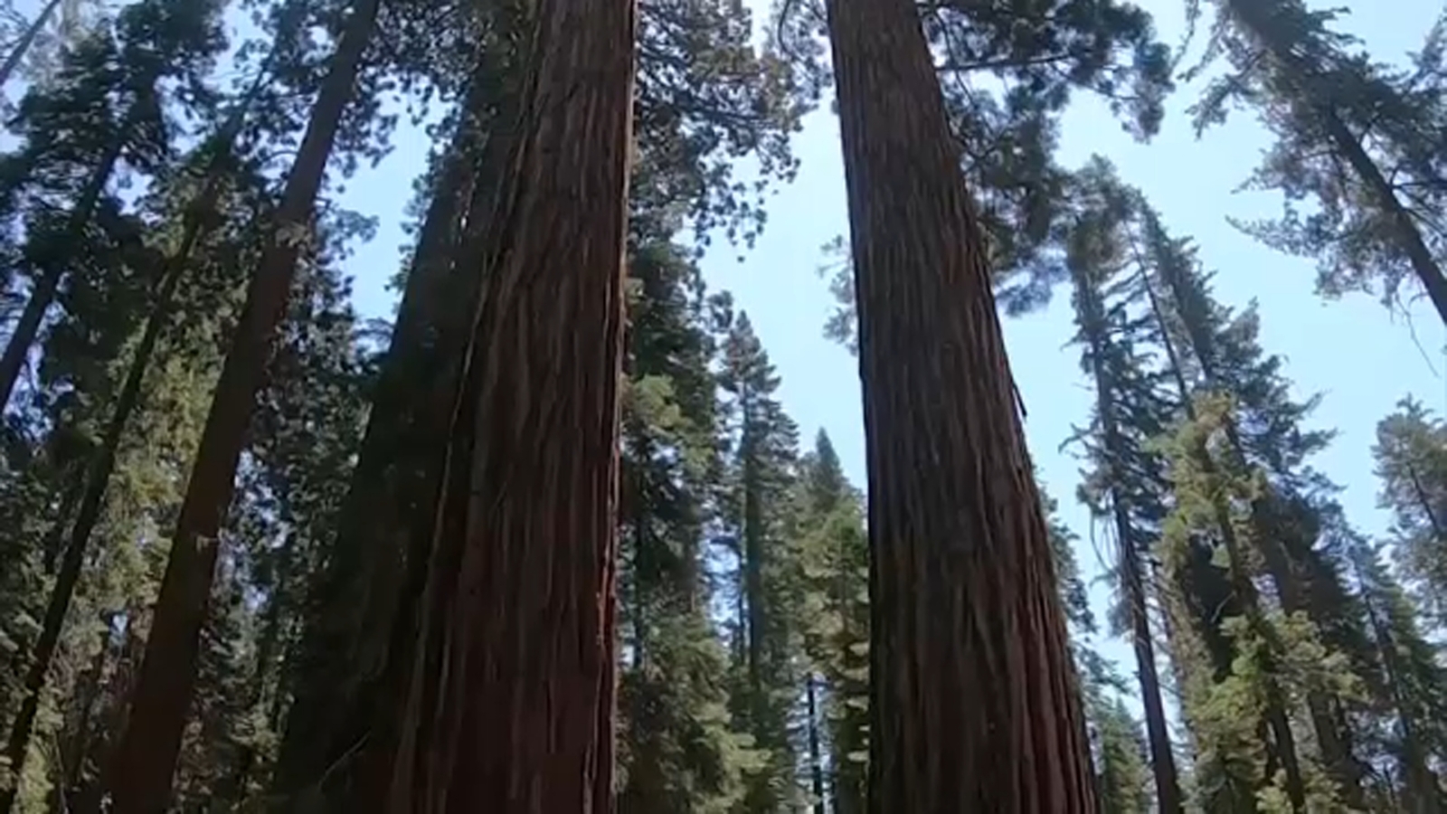 Sequoia and Kings Canyon National Parks officials asking for input on restoring trees - Vimarsana News