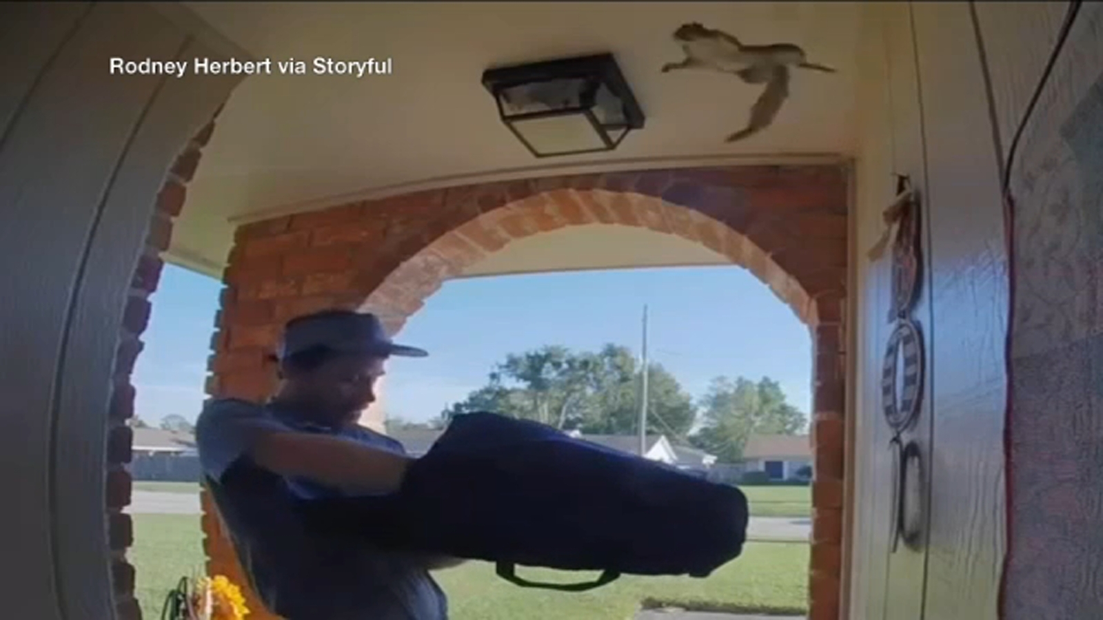 Squirrel launches itself inside Louisiana home as door opens for pizza