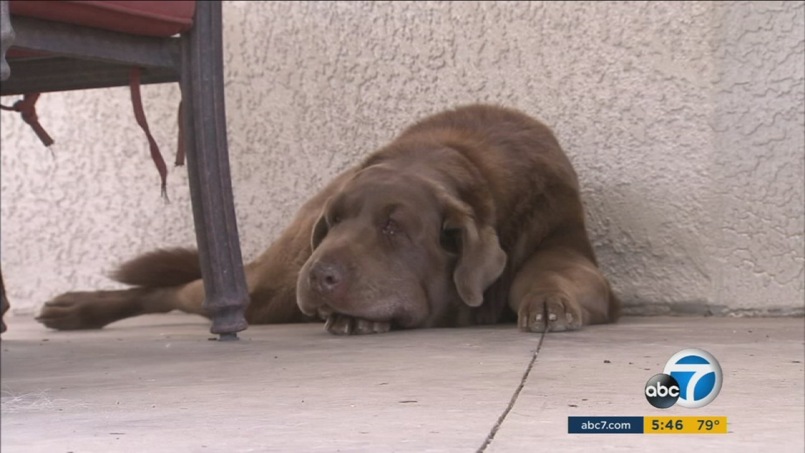 Labrador safe after rattlesnake bite thanks to police ABC11 Raleigh