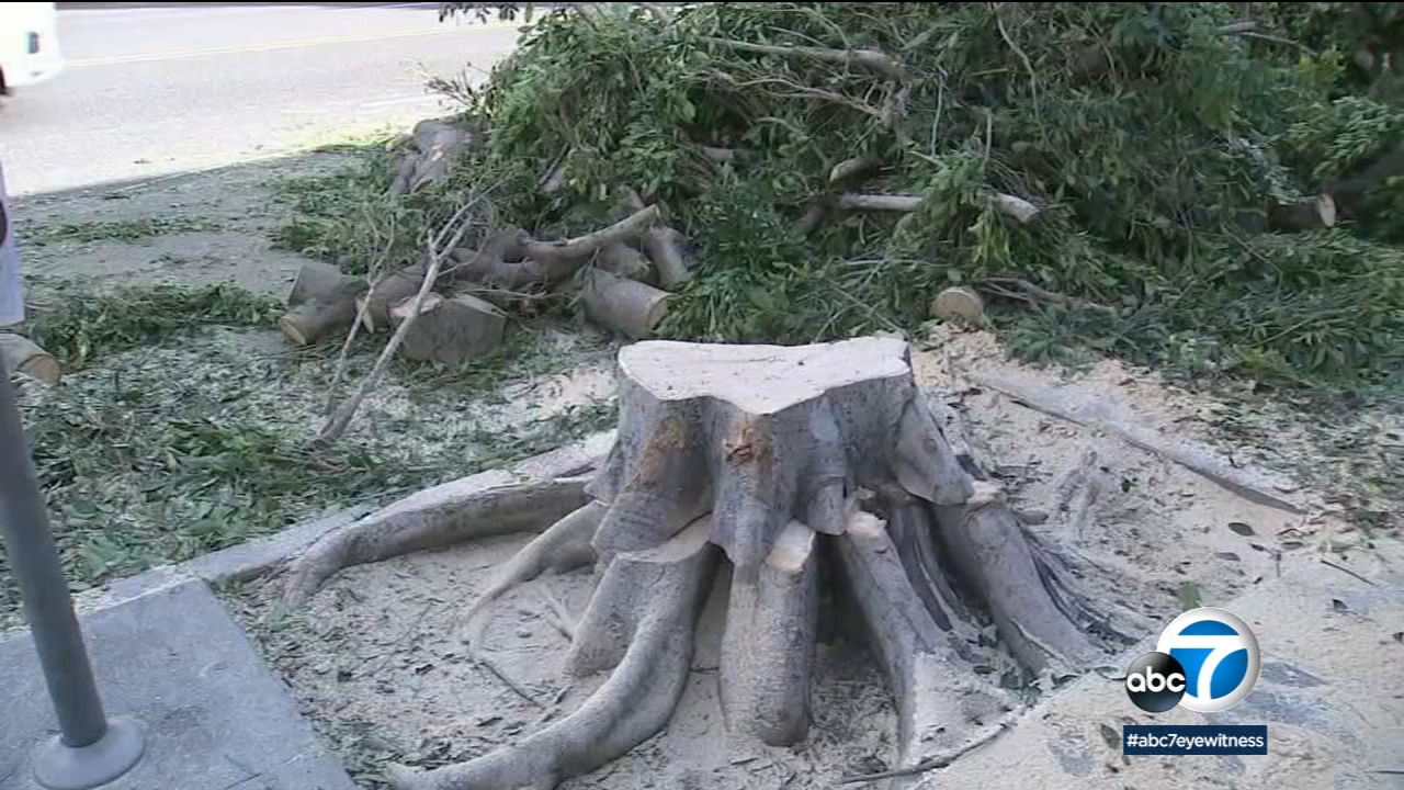 Beverly Hills cutting down ficus trees as part of sidewalk project