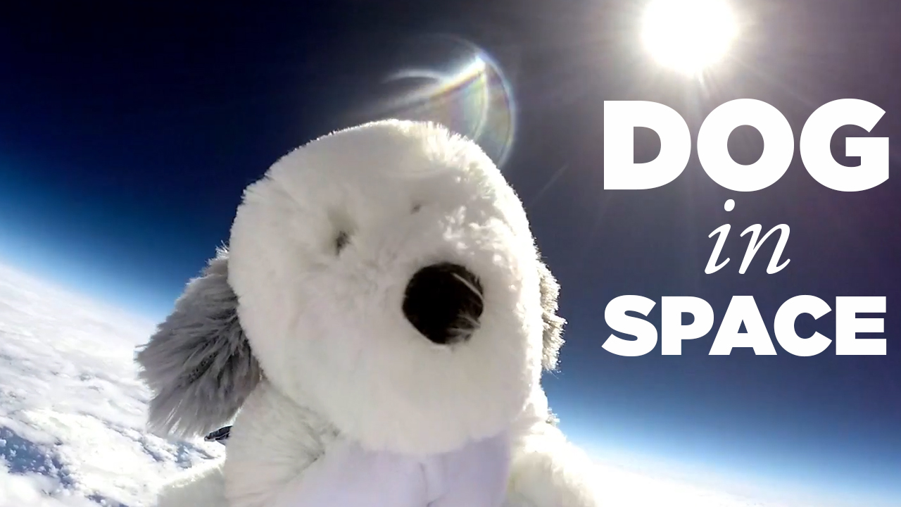Search begins for missing toy dog that was launched into space - 6abc Philadelphia