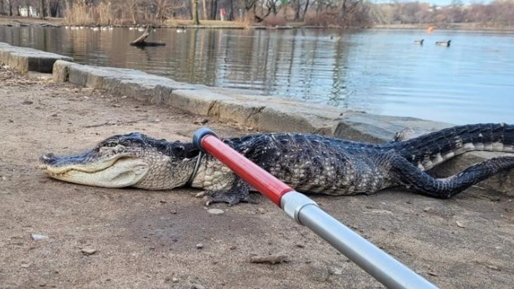 Search on for person who dumped 4-foot-long alligator in Brooklyn