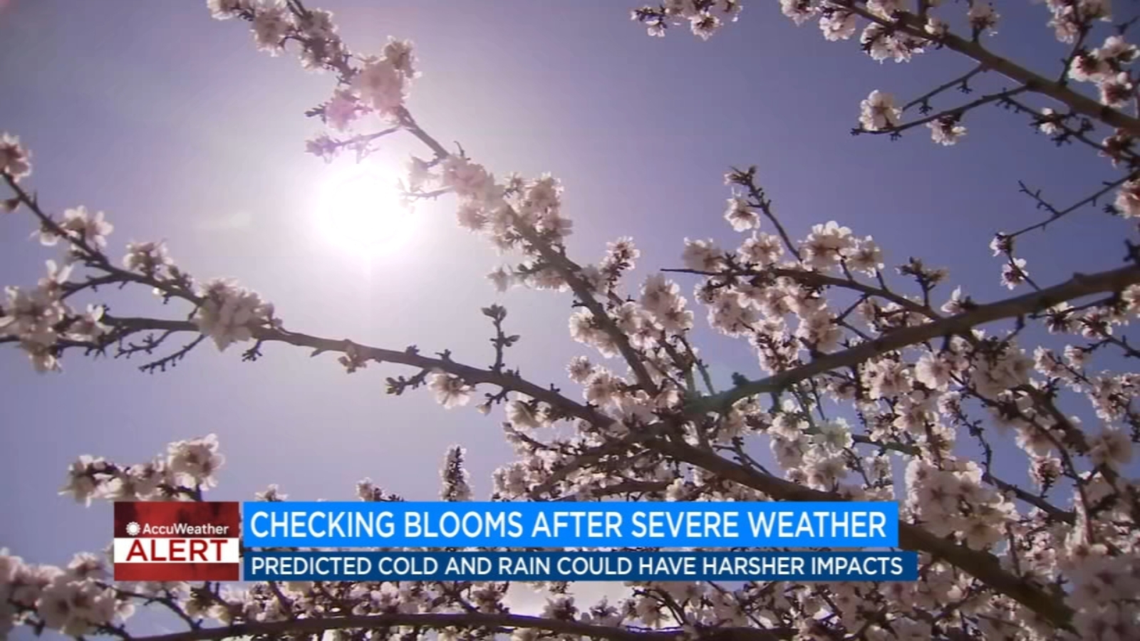 Severe weather hits Central Valley as blossoms begin to bloom ABC30