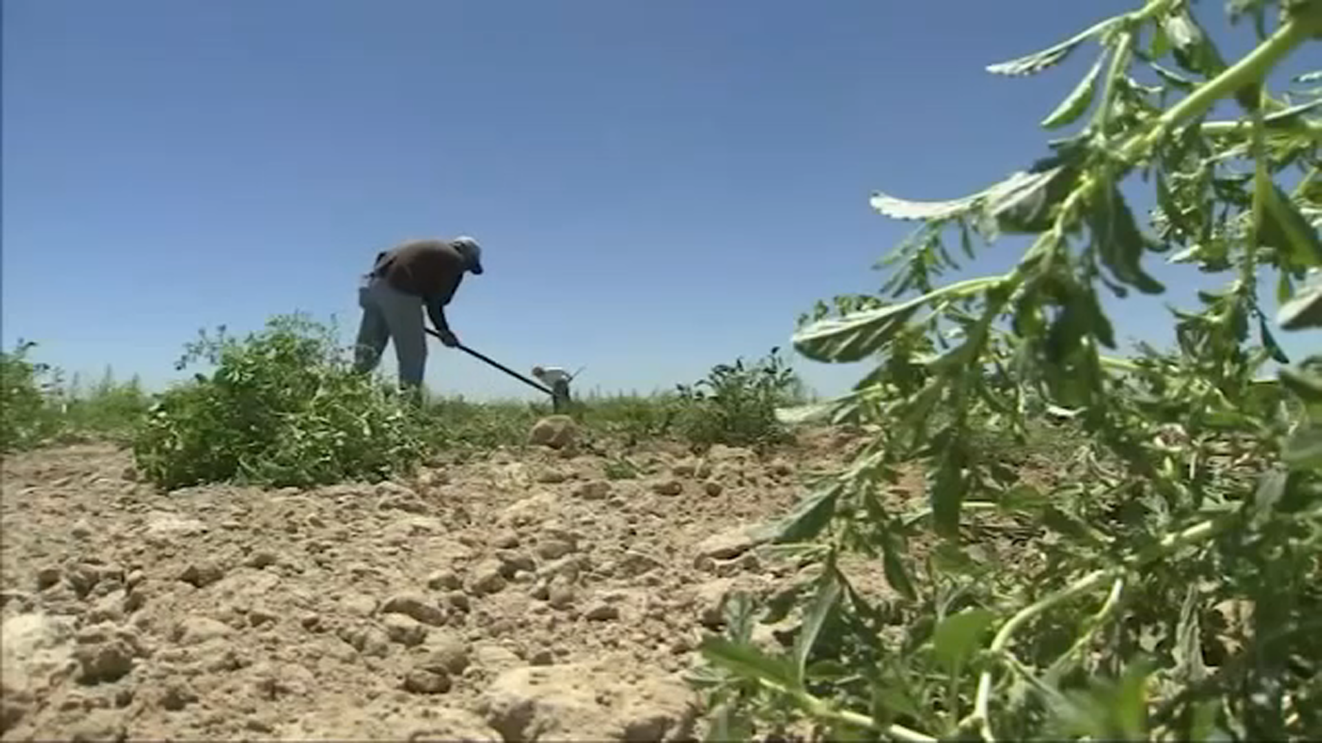 Farmworker Health Study by UC Merced shows adversities people in agriculture face