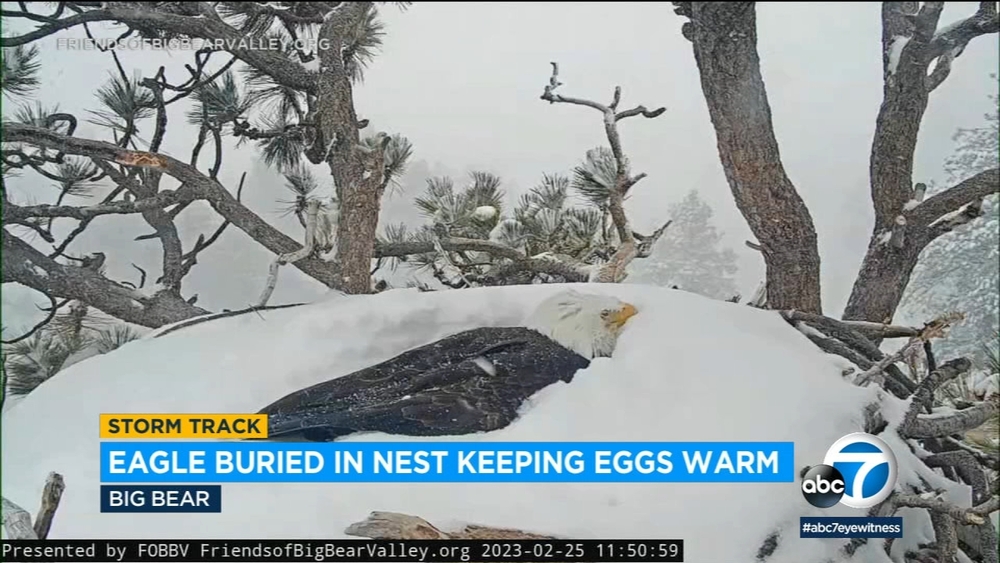 Big Bear bald eagles seen covered in snow brought on by SoCal storm