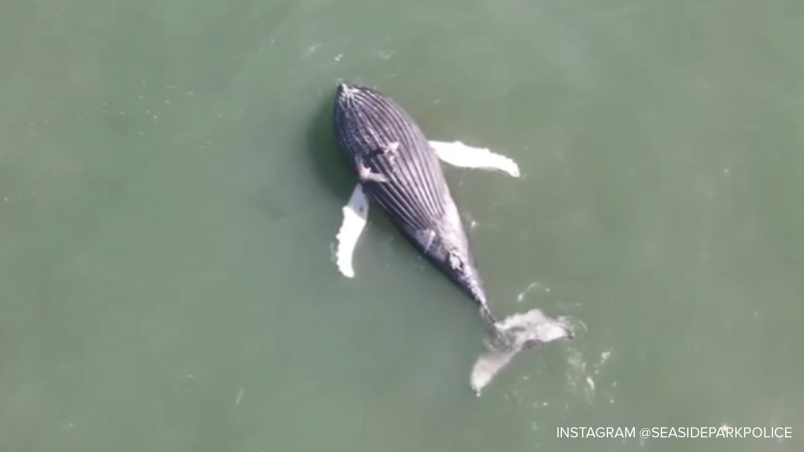 Photo of How many dead whales have washed ashore in the tri-state so far in 2023?