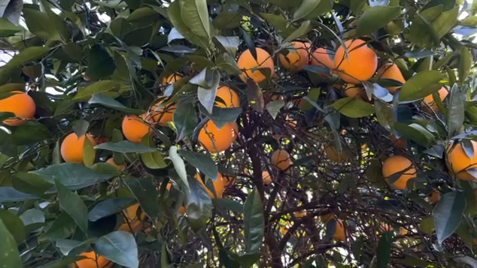 Snowpack brings hope to South Valley citrus growers after recent storms