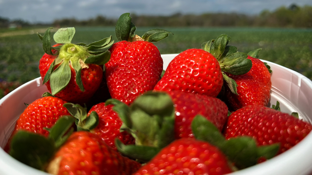 A sweet experience at Froberg's Farm 