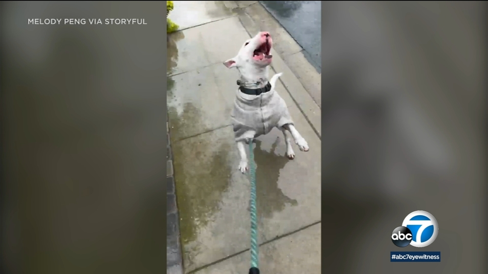 Puppy gets crazy happy after seeing rain for first time in LA 
