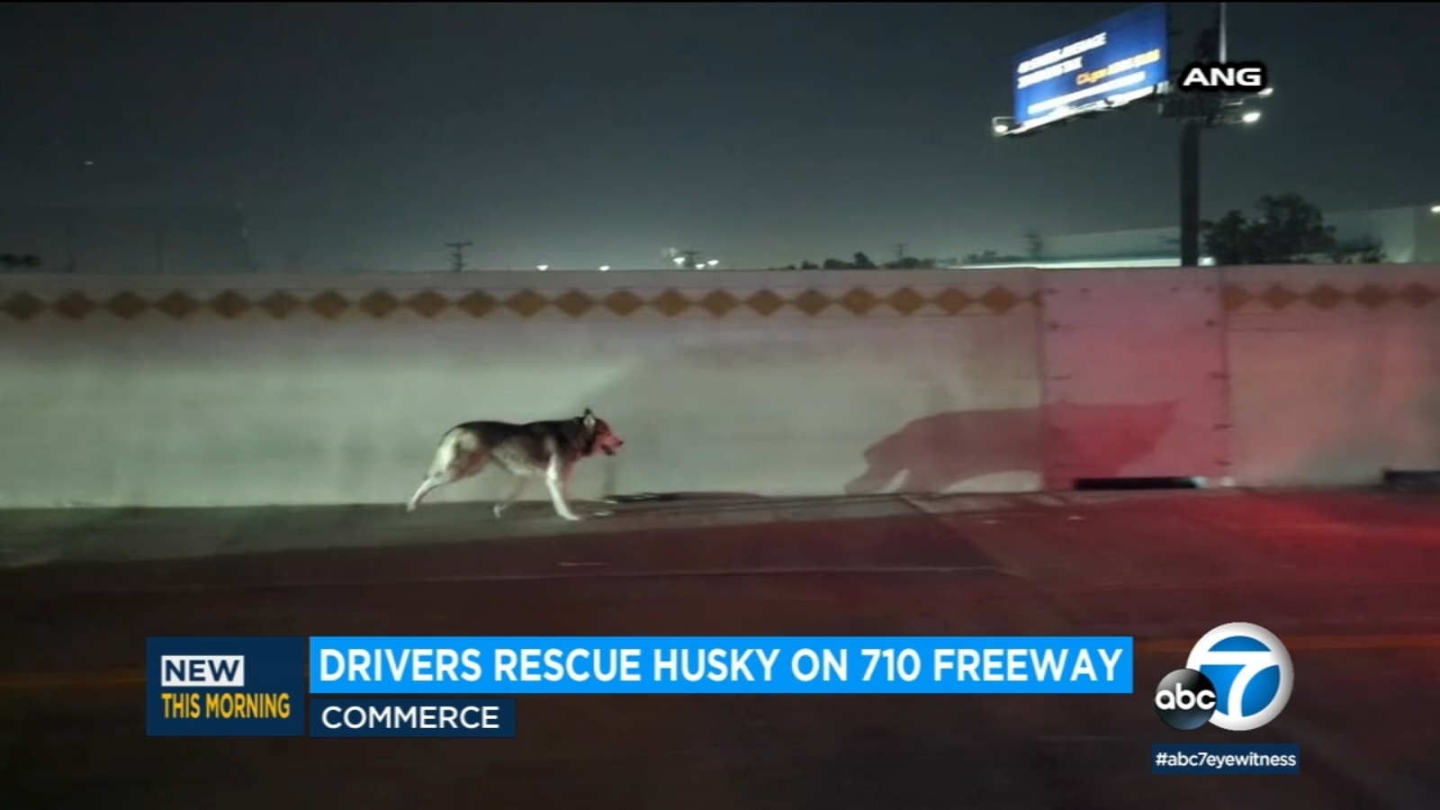 Drivers rescue husky running along southbound 710 Freeway in Commerce