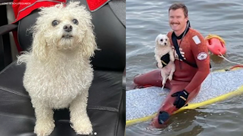 Small dog gets spooked and jumps into water in Long Beach