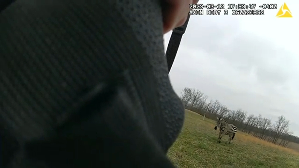 Police kill zebra after it attacks owner