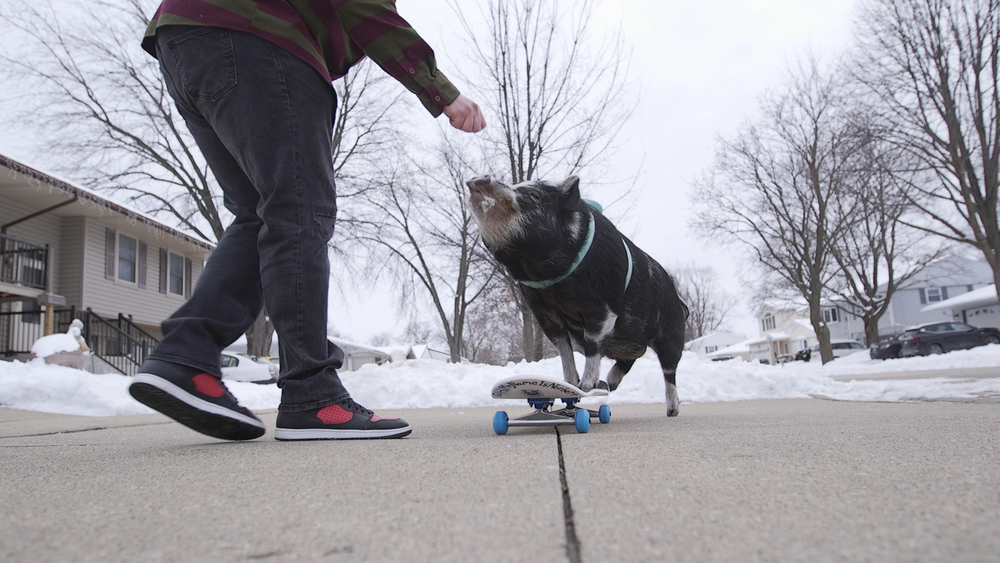 Chicago-area pet pig skateboards, loves pop punk
