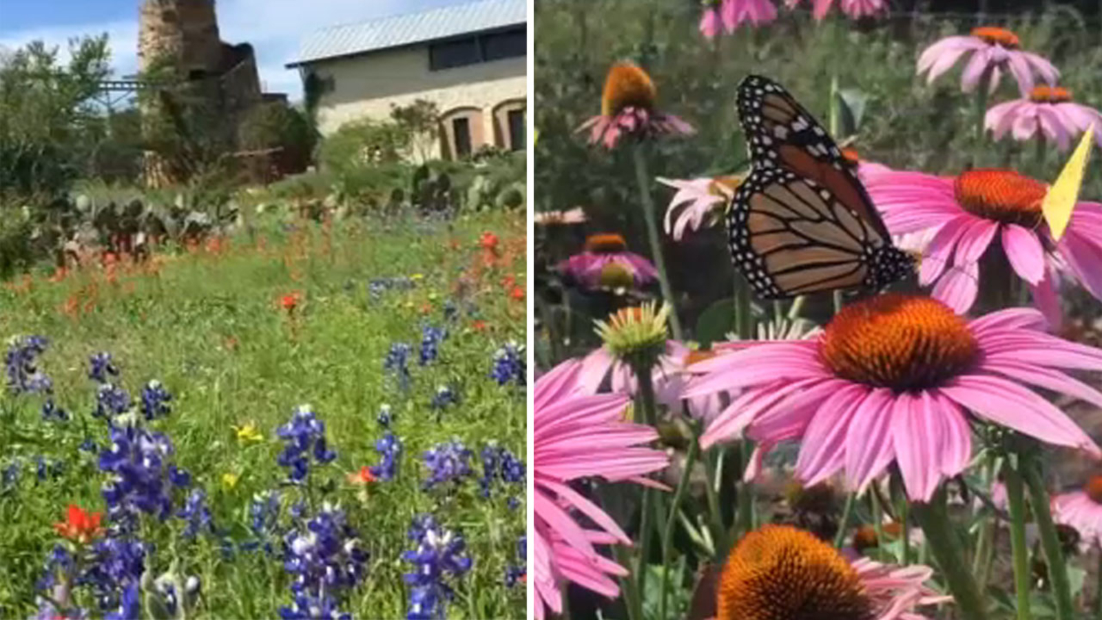 Texas What to know about iconic state wildflower this