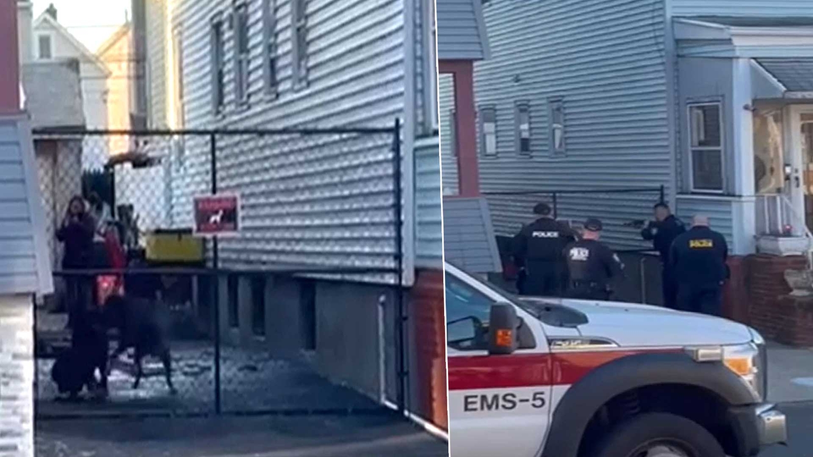 2 fighting dogs shot and killed by police after 3 adults hurt in ...