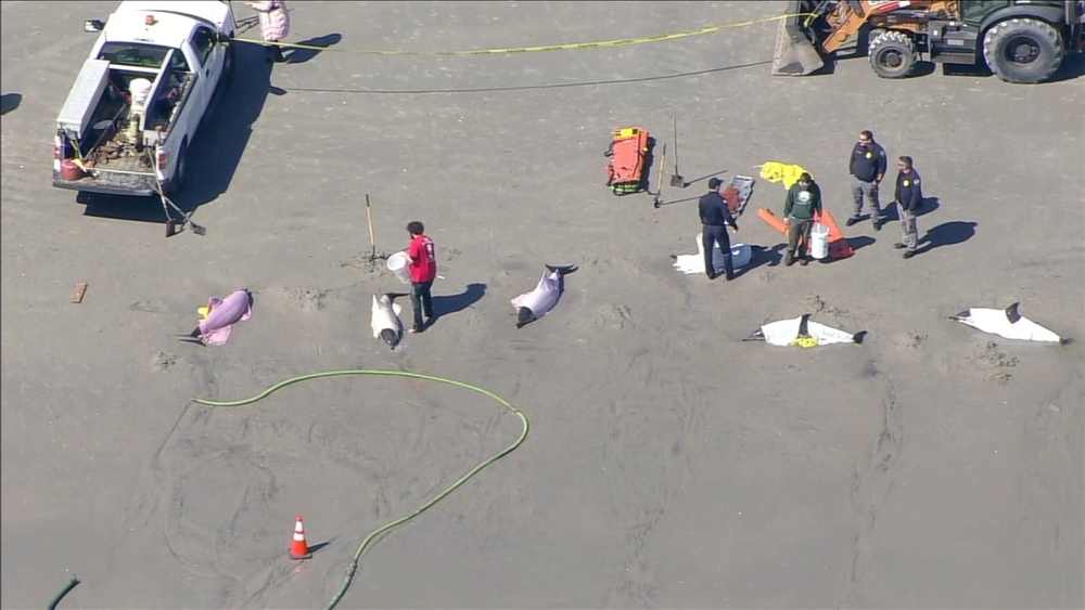 Raw video: Rescuers work to save beached dolphins in Sea Isle City