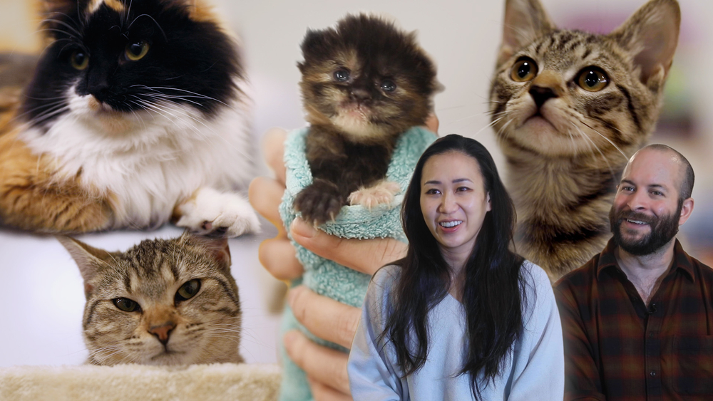 NYC'S 1st cat cafe finds kitties purrfect forever homes