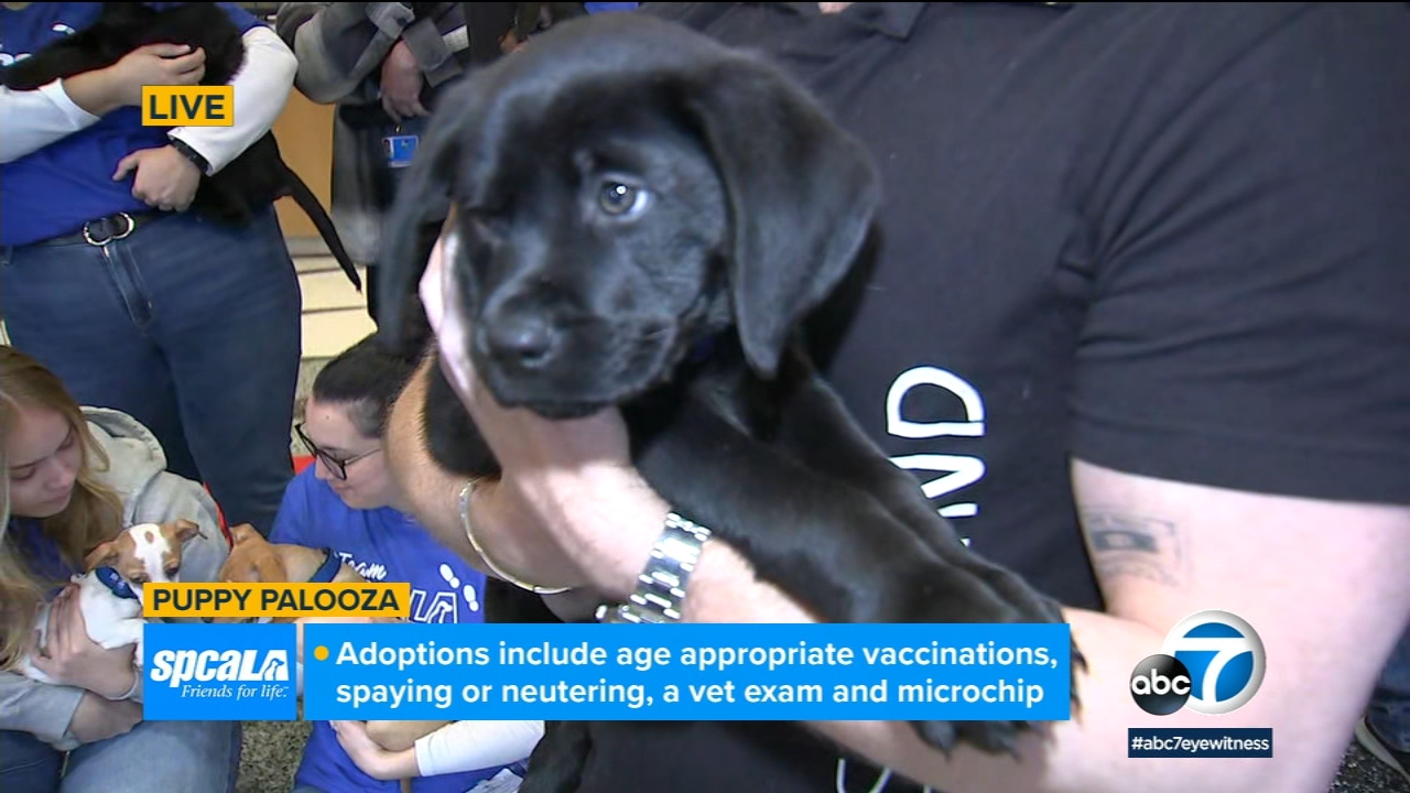 Puppy Palooza adoption event for National Puppy Day