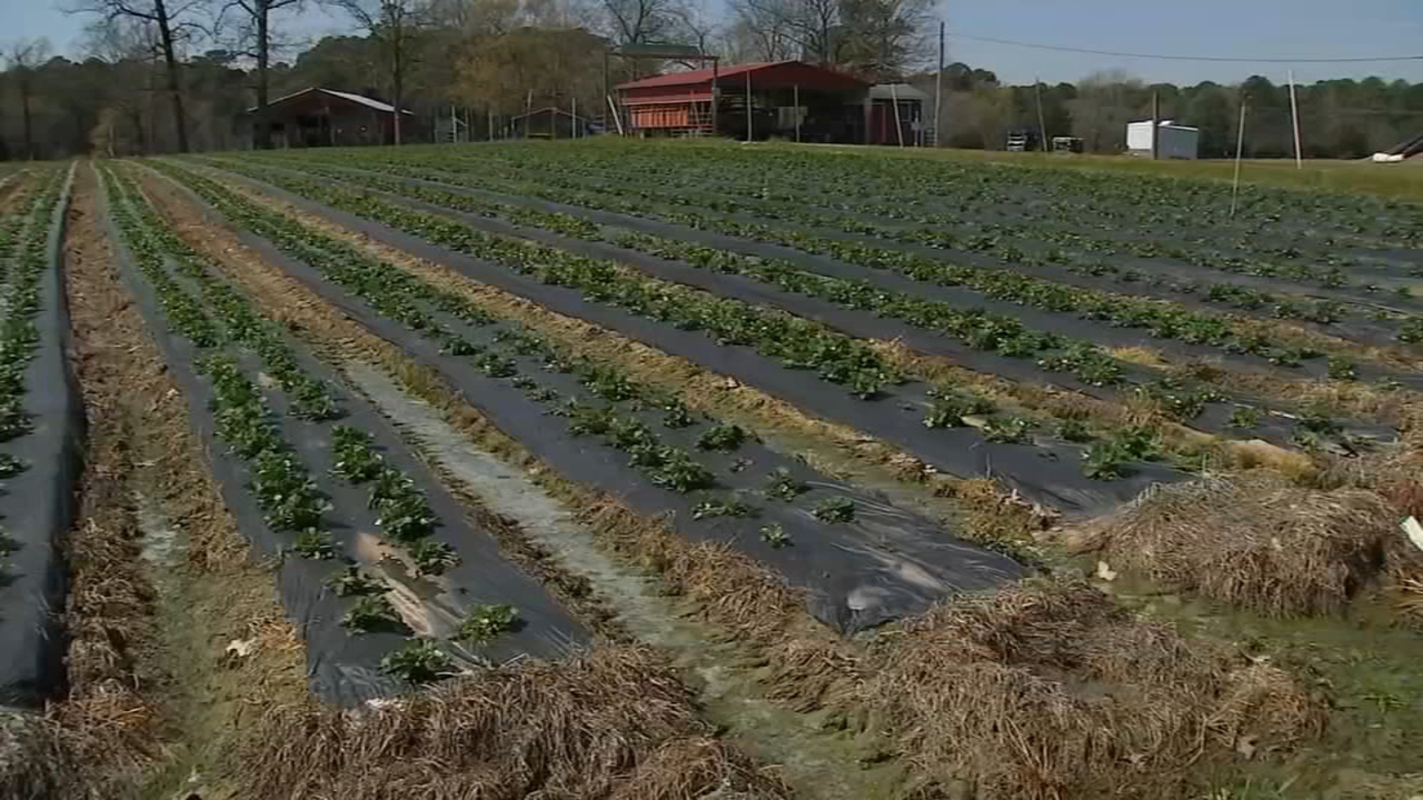 Here's how NC rollercoaster weather keeps berry farmers up at night; Raleigh Strawberry farmer explains - Vimarsana News