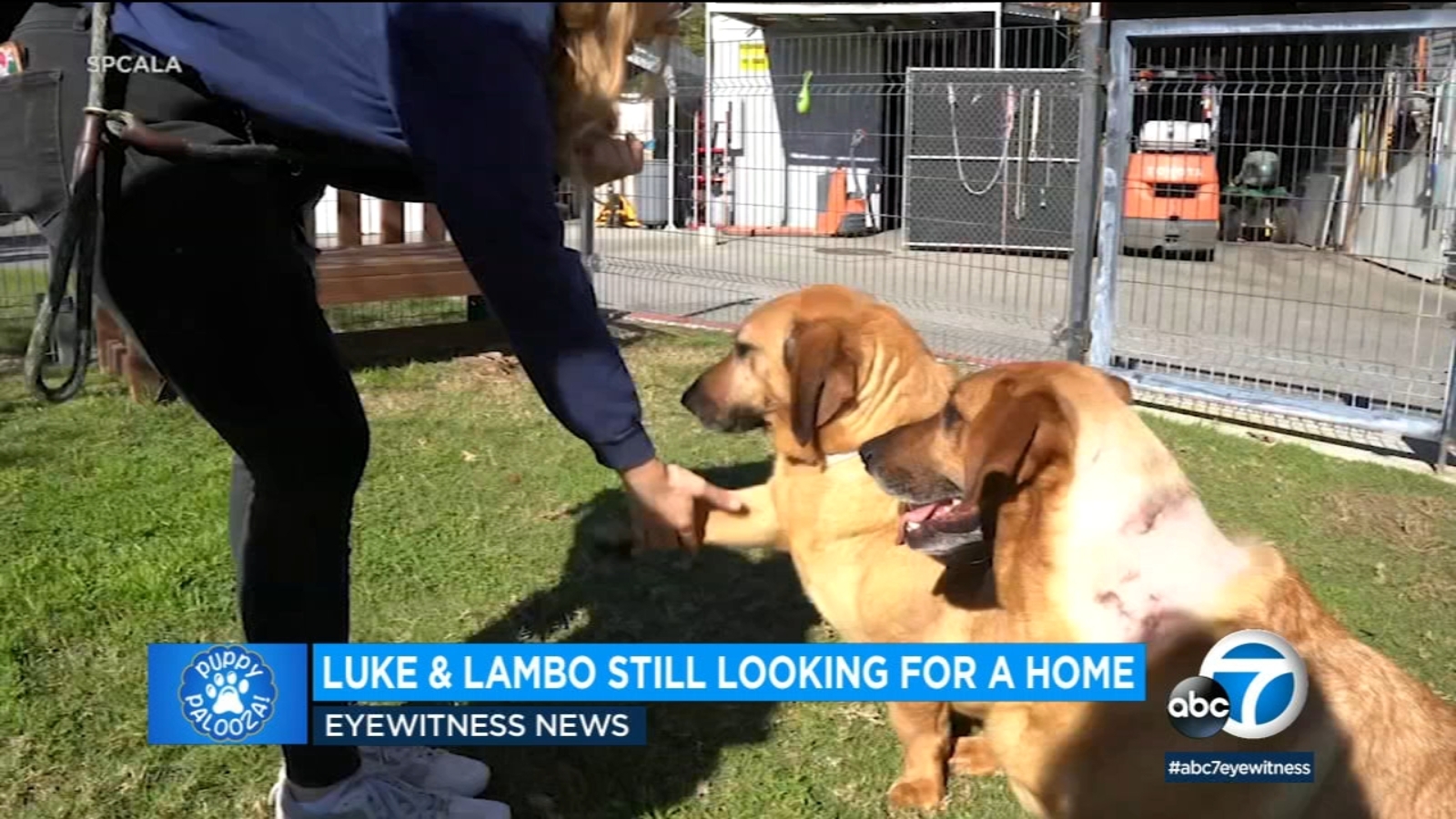 Puppy Palooza: All puppies adopted during adoption event except 2 older dogs - Vimarsana News