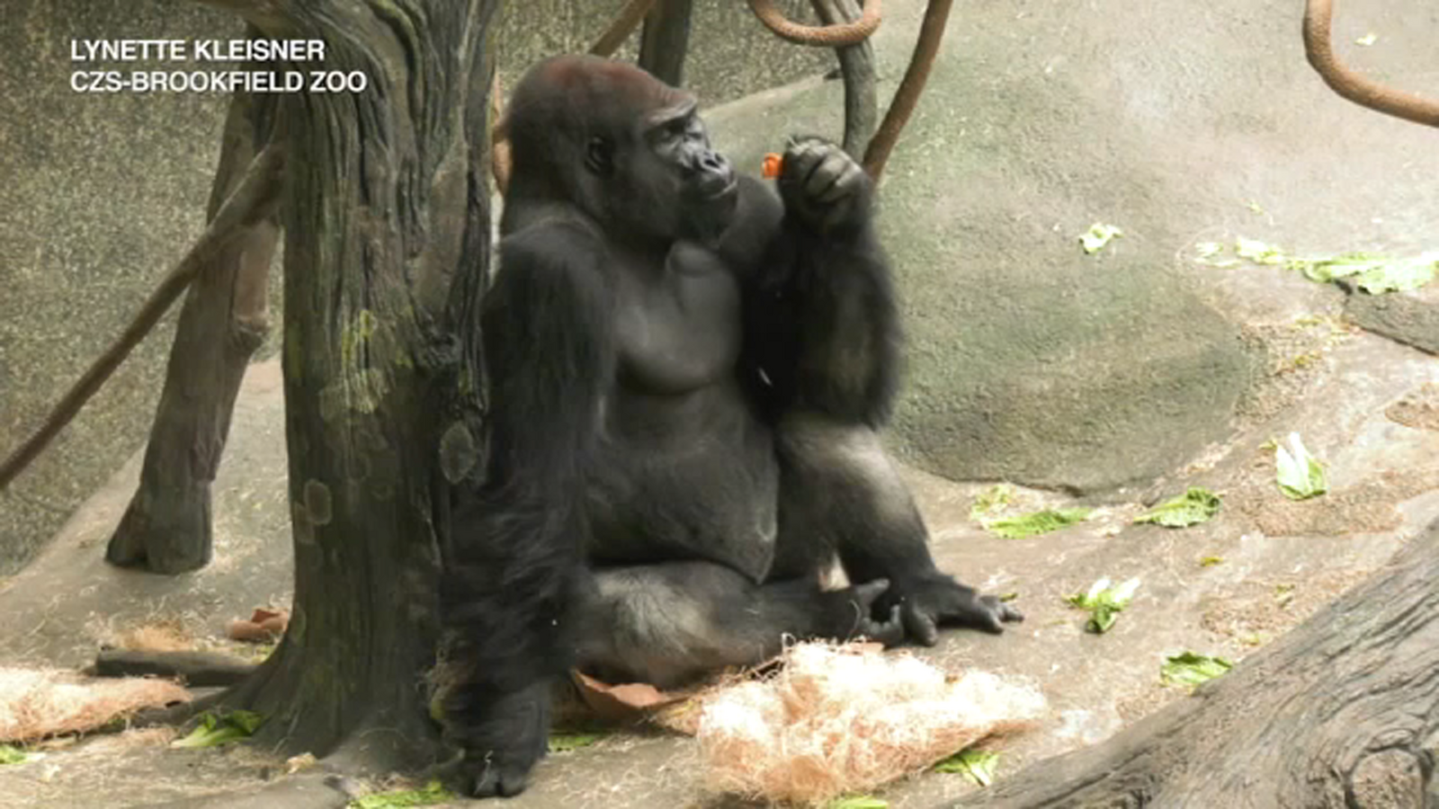Brookfield Zoo introduces new silverback gorilla, Jontu, to Tropic World visitors - Vimarsana News